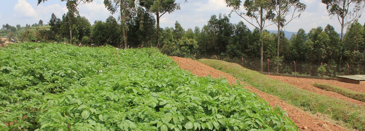 Potato field at the Kachwekano Zonal Agricultural Research and Development Institute in Uganda