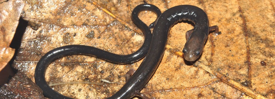 Oedipina capitalina