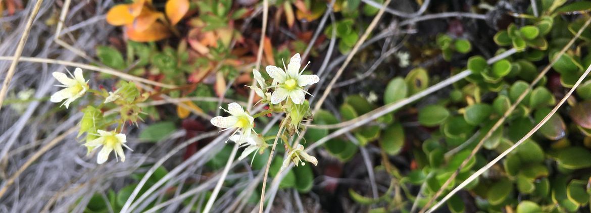 Saxifraga tricuspidata