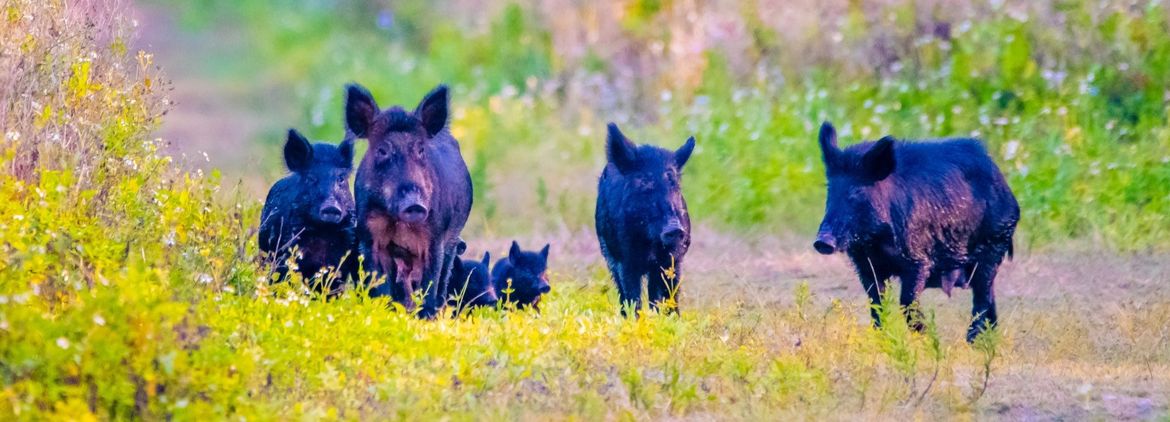 Sus scrofa