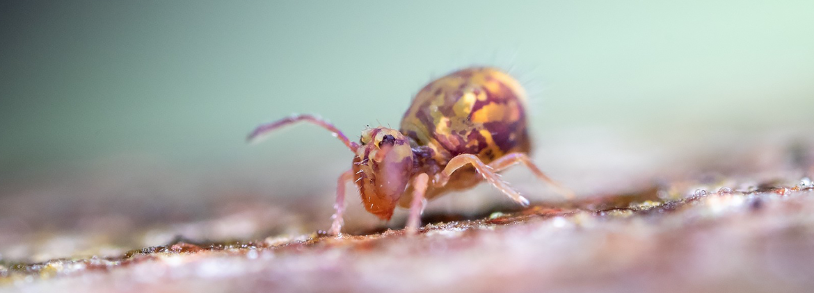 Dicyrtomina ornata-iNat-alours-hero