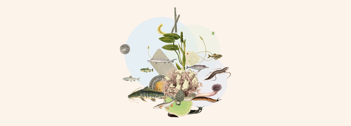 freshwater-hero-news