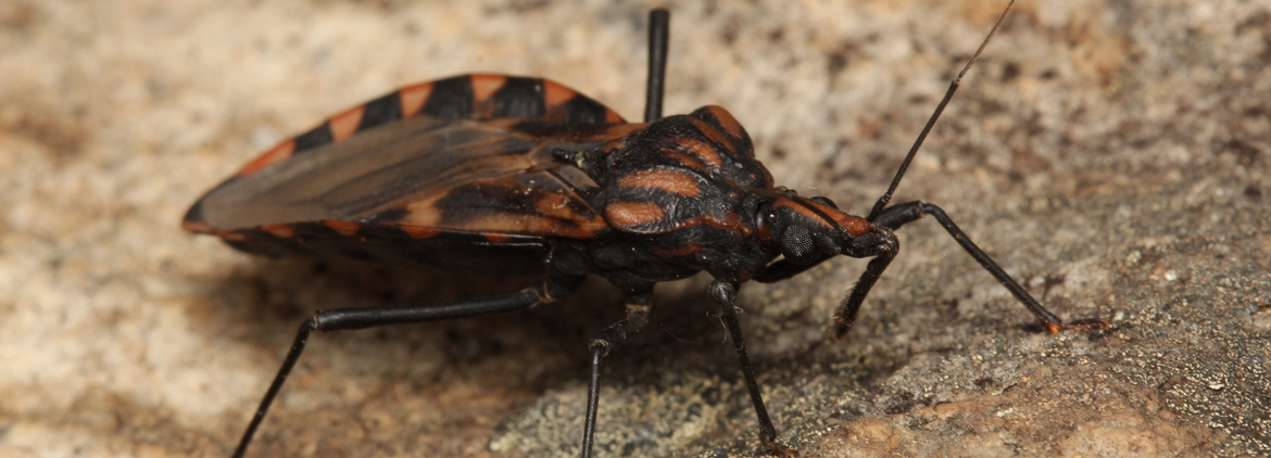 Triatoma vitticeps
