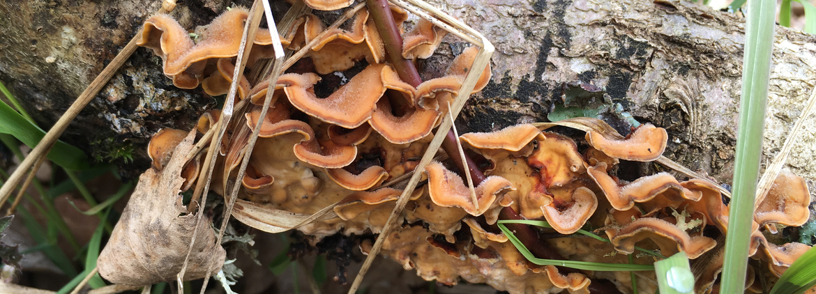 Stereum hirsutum