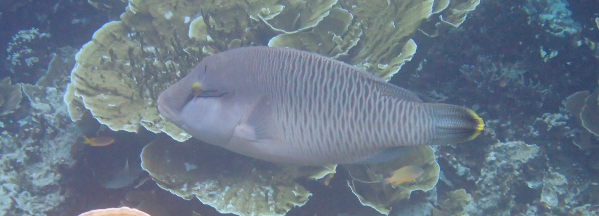 Cheilinus undulatus