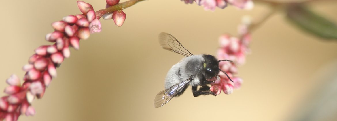Megachile saulcyi